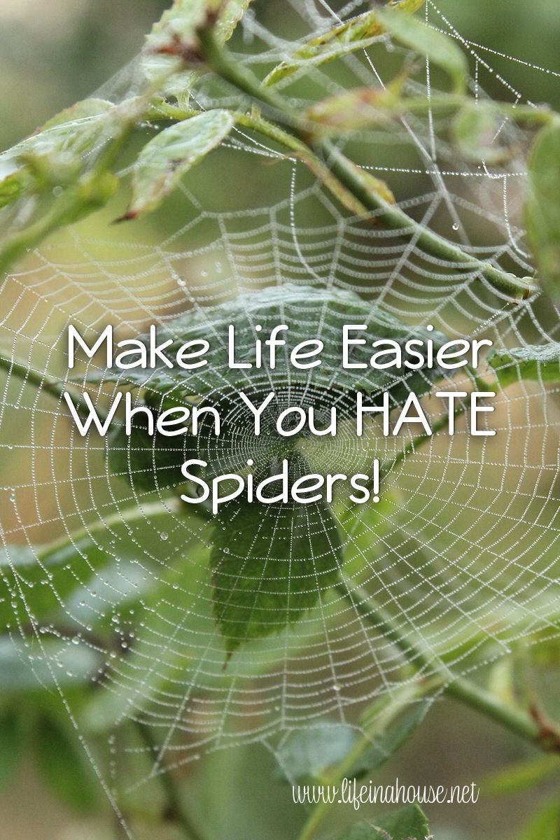 Making Your Life Easier When You HATE Spiders