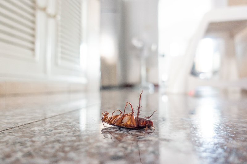 dead cockroach on floor