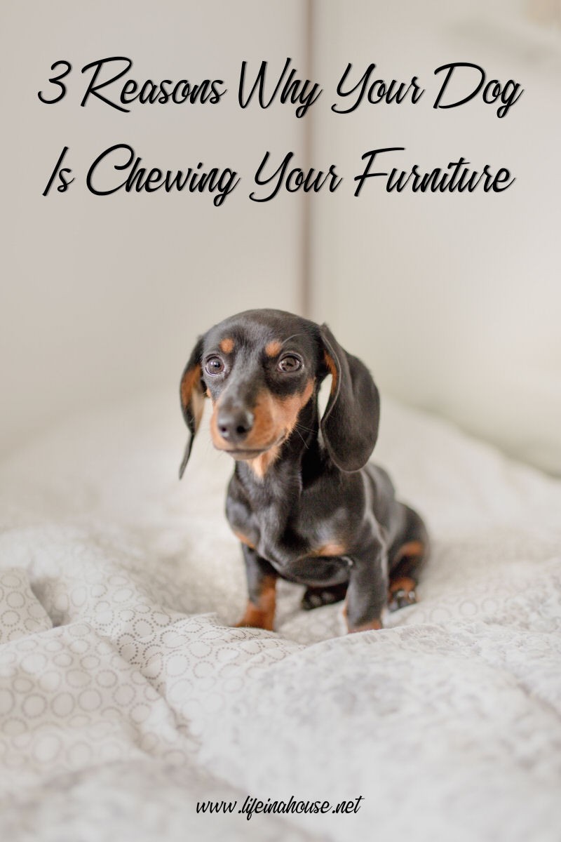 3 Reasons Why Your Dog is Chewing Up Your Furniture