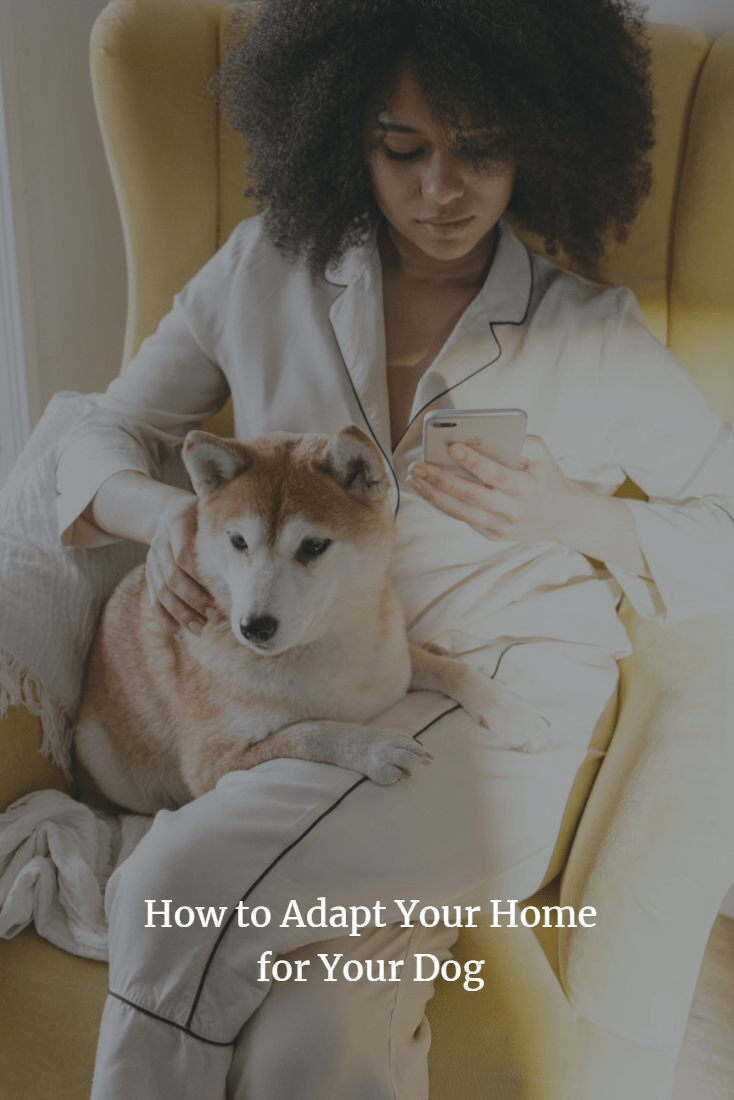 How to Adapt Your Home for Your Dog