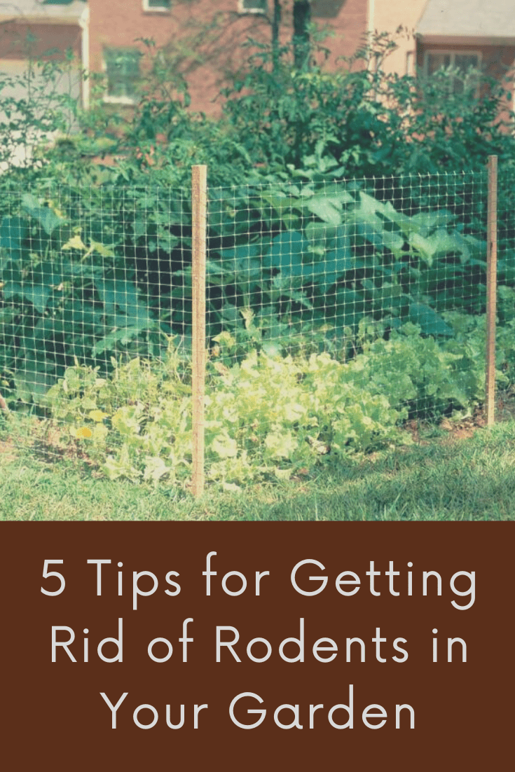 5 Tips for Getting Rid of Rodents in Your Garden