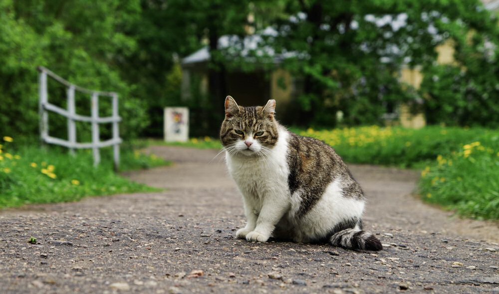 garden cat