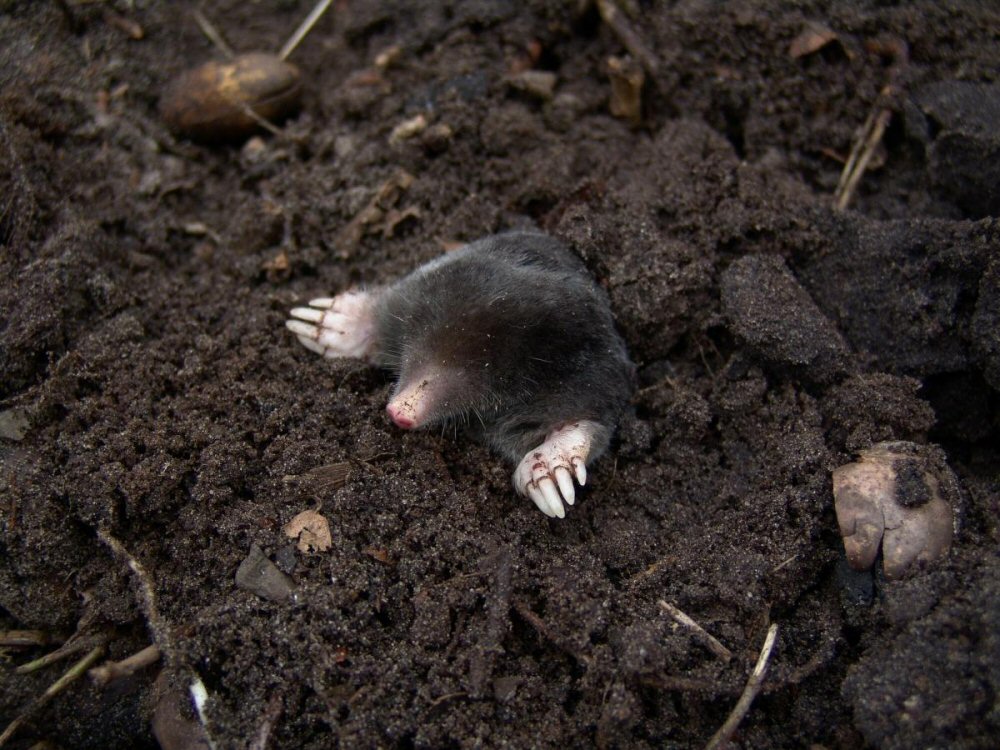 moles in the mulch