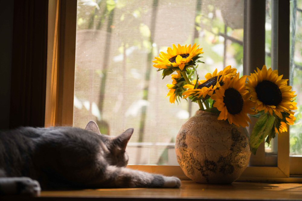 cat laying in sunshine looking out window