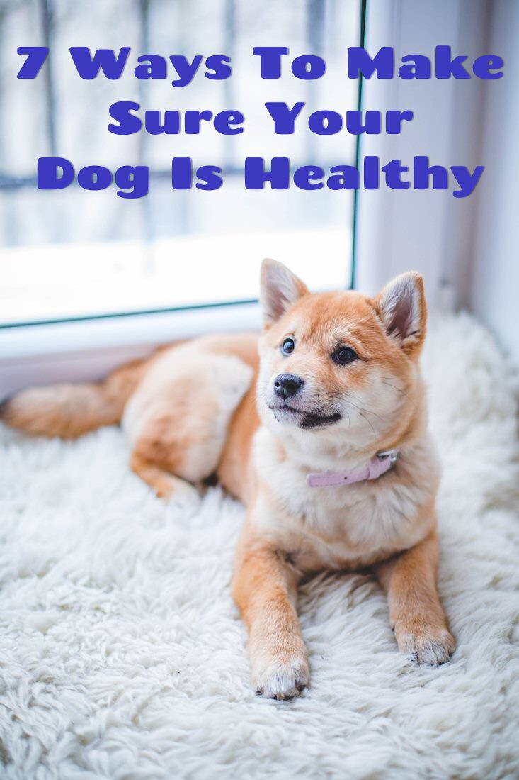 7 Ways To Make Sure Your Dog Is Healthy