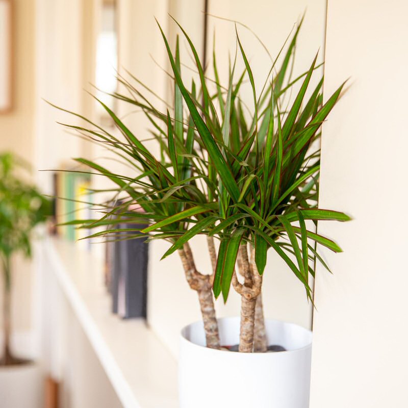 dracena