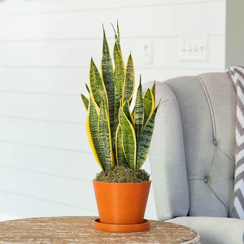 snake plant