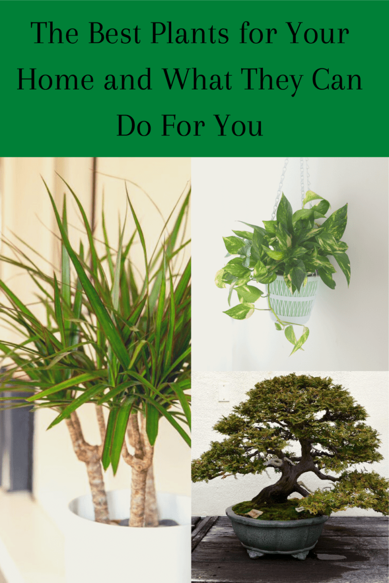 the best plants for your home