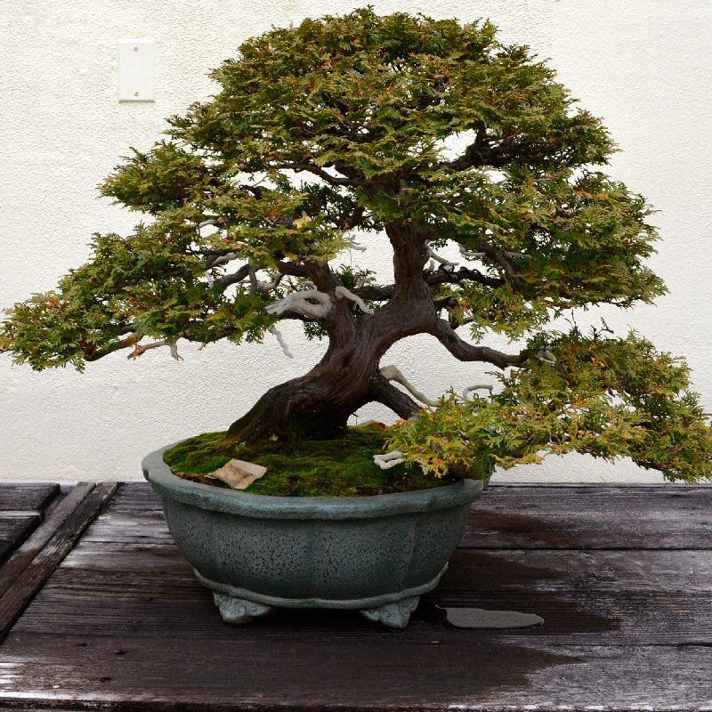 bonsai tree