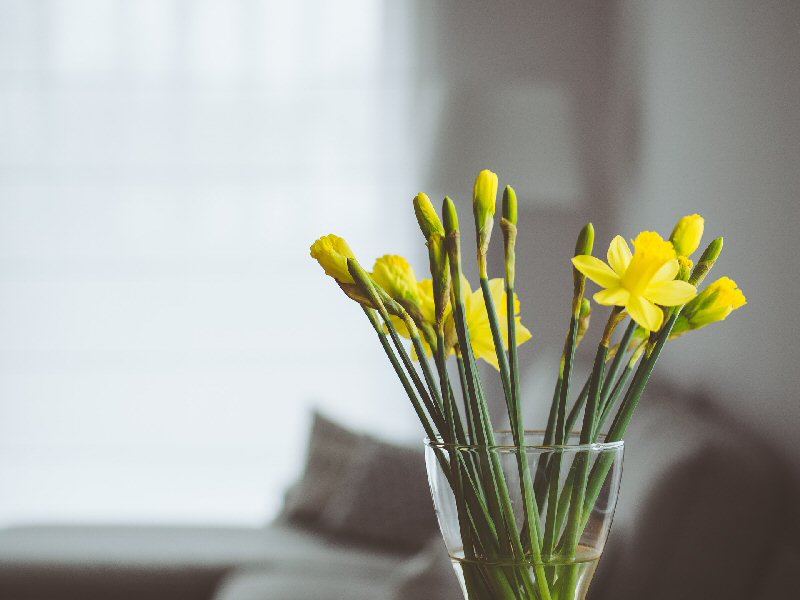 yellow flowers