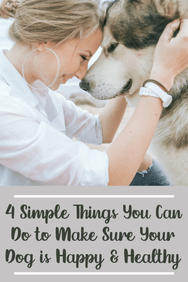 4 Simple Things To Make Sure Your Dog Is Happy and Healthy