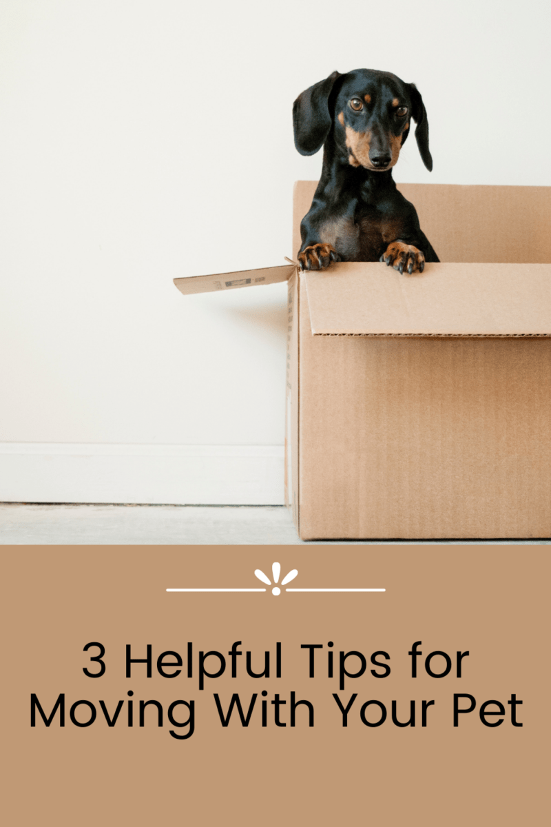 3 Helpful Tips for Moving With Your Pet