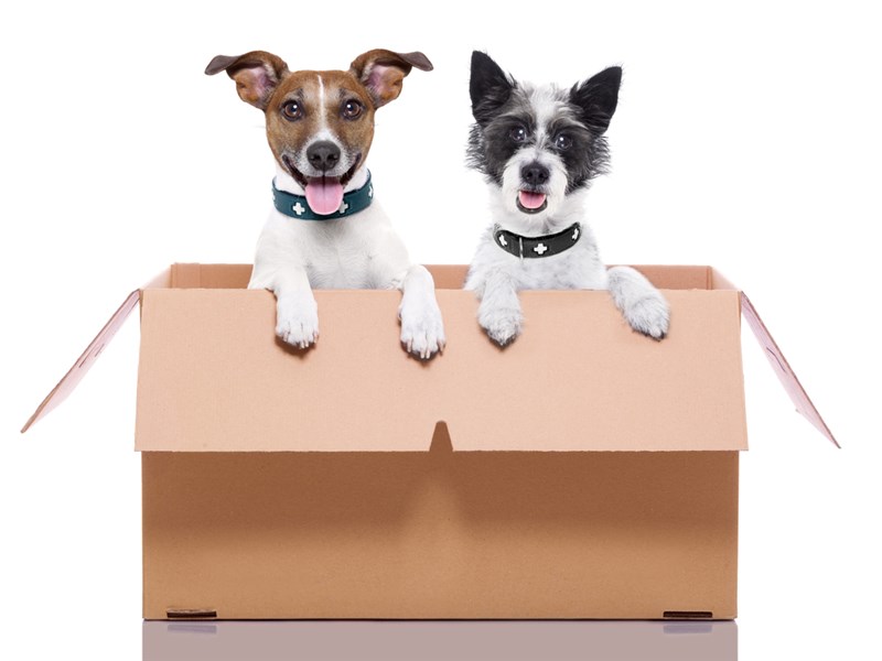 3 Helpful Tips for Moving With Your Pet