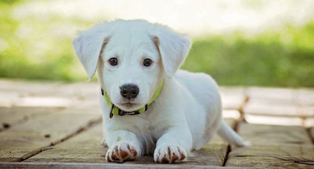 What to Do When You Bring a Scared Puppy Home