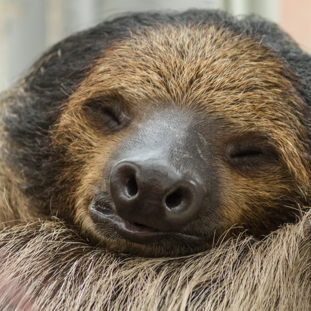 sloth, inactivity, sleepy