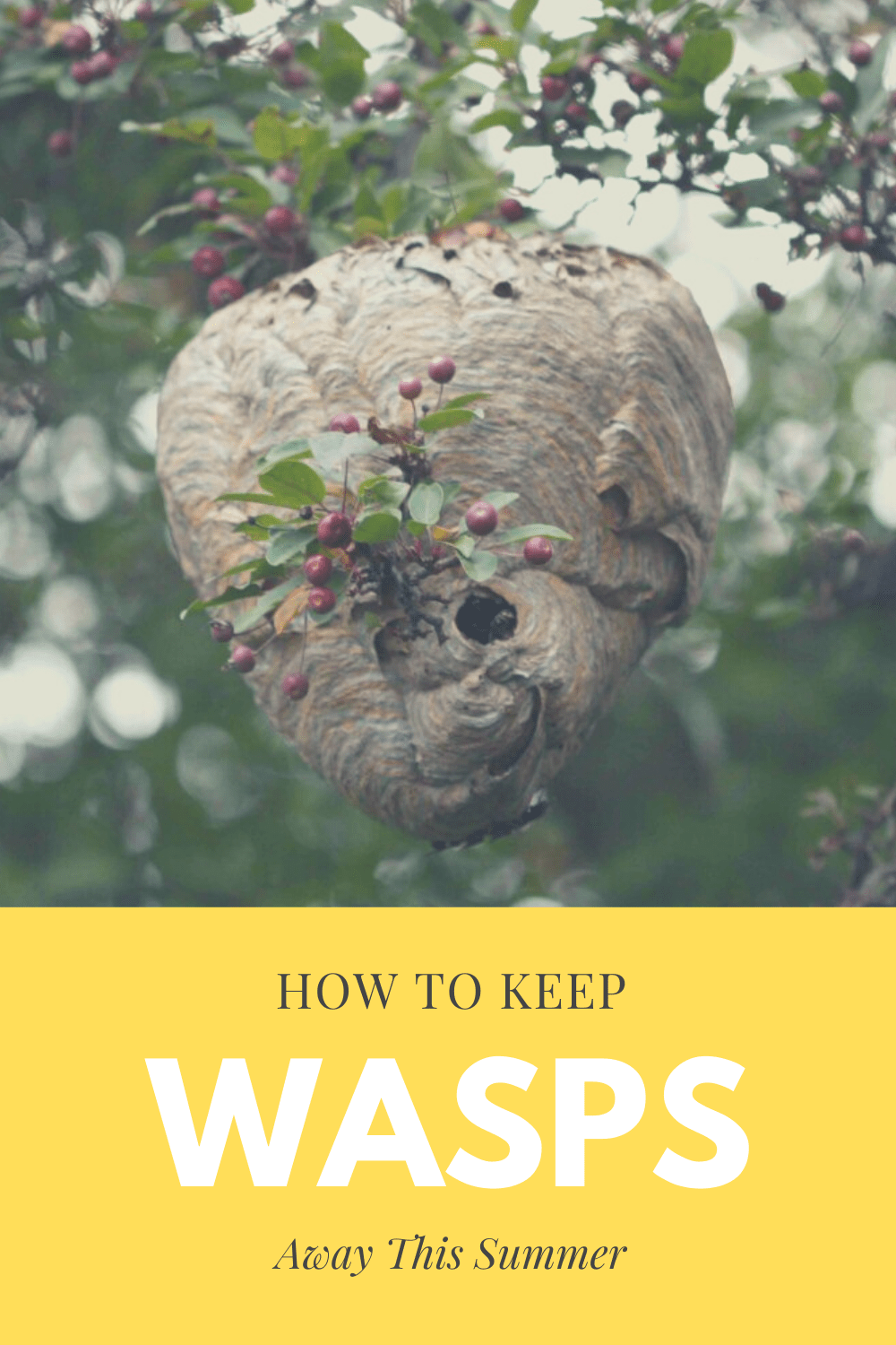 How To Keep Wasps Away This Summer