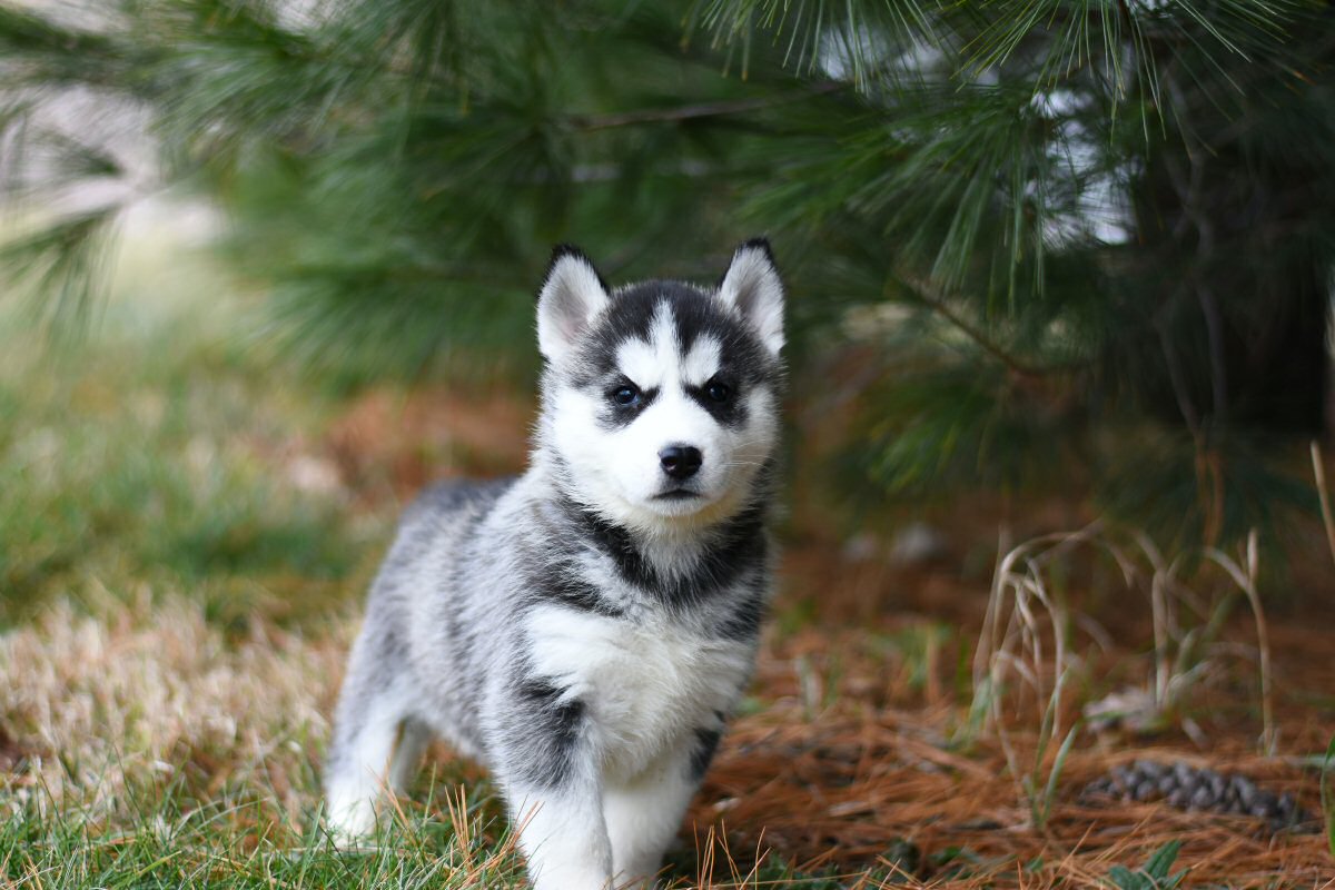 husky puppy