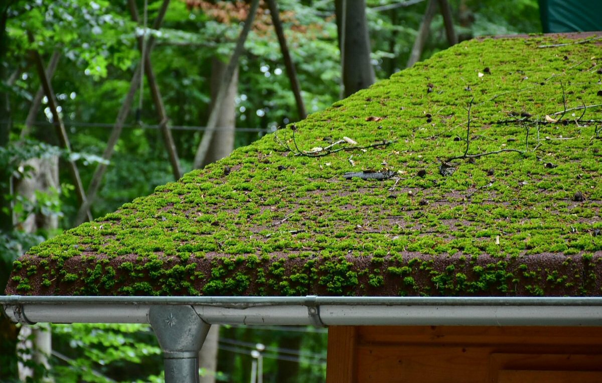 moss growing on roof