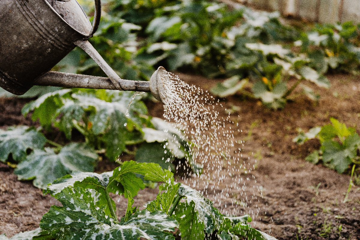 watering can in garden