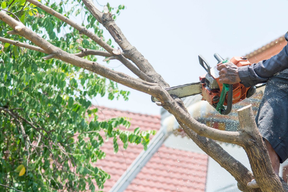 tree limbs hanging over house