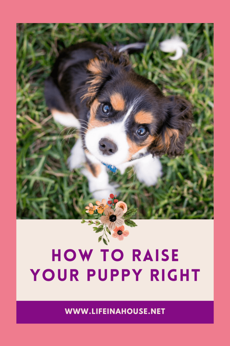 black and brown puppy with white paws