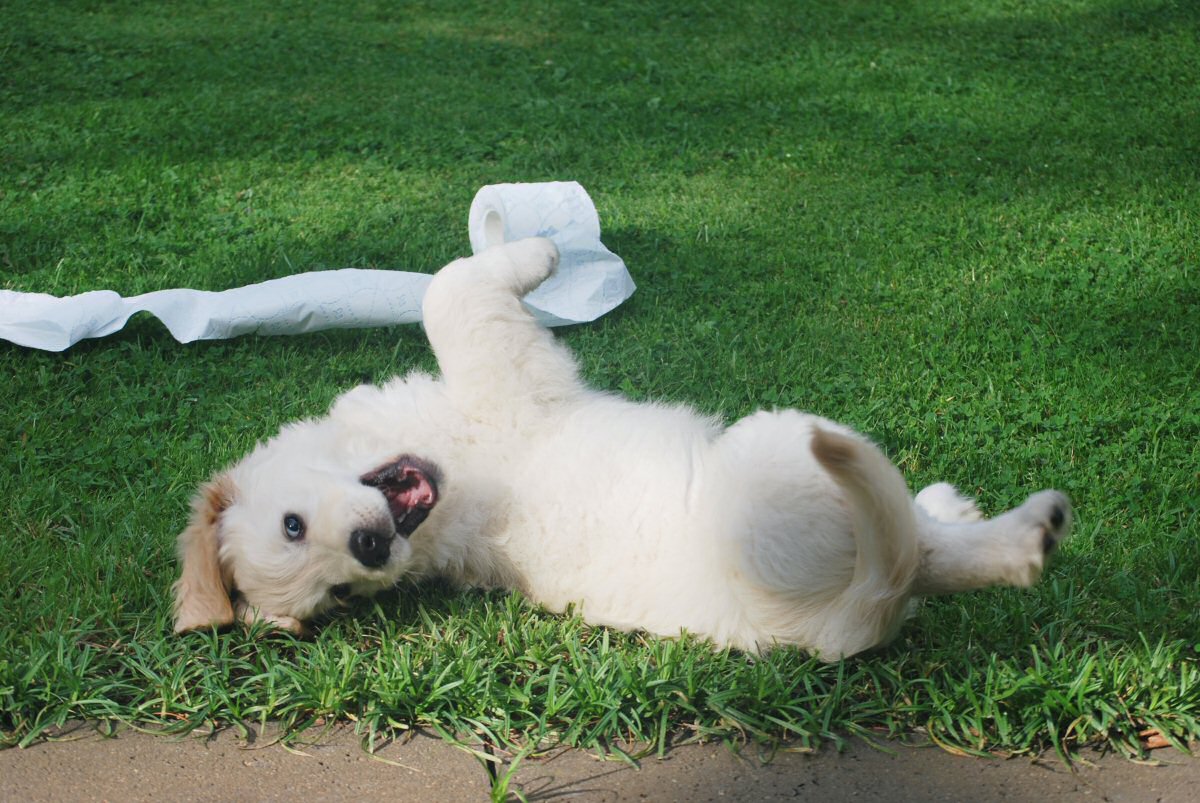 puppy playing with toilet tissue