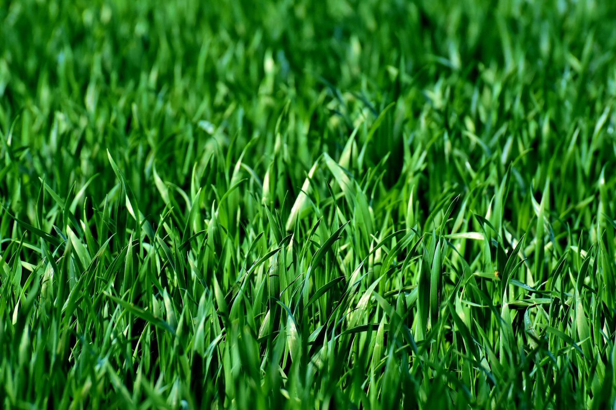 Want to Improve Your Lawn? Here’s How to Do It