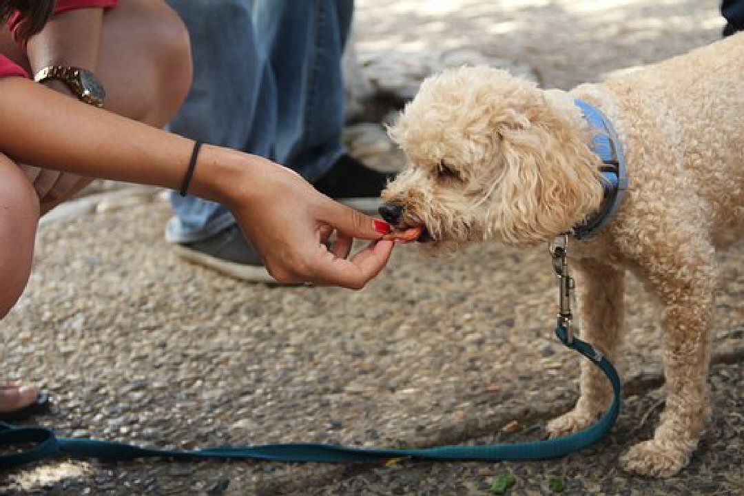 Tips for Finding the Best Treats for Your Furry Friend