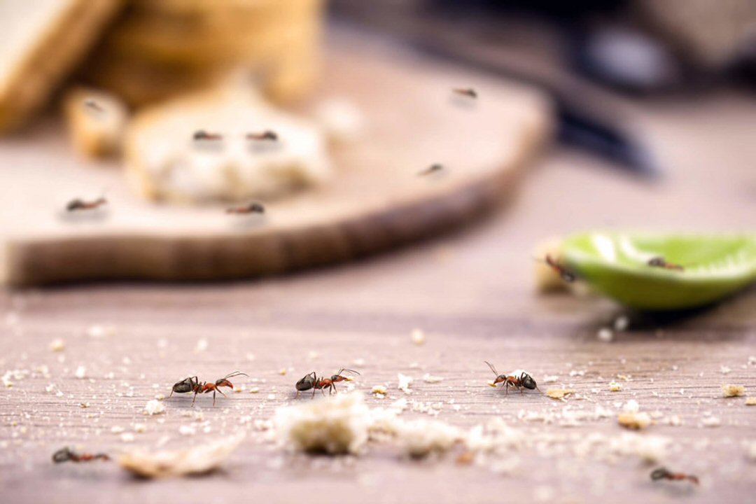 What Is The Best Way to Get Rid of Ants?