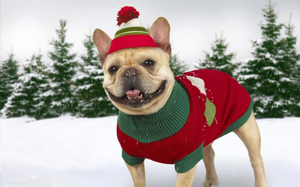 Winter Wear: A Dog Owner’s Guide to Choosing the Best