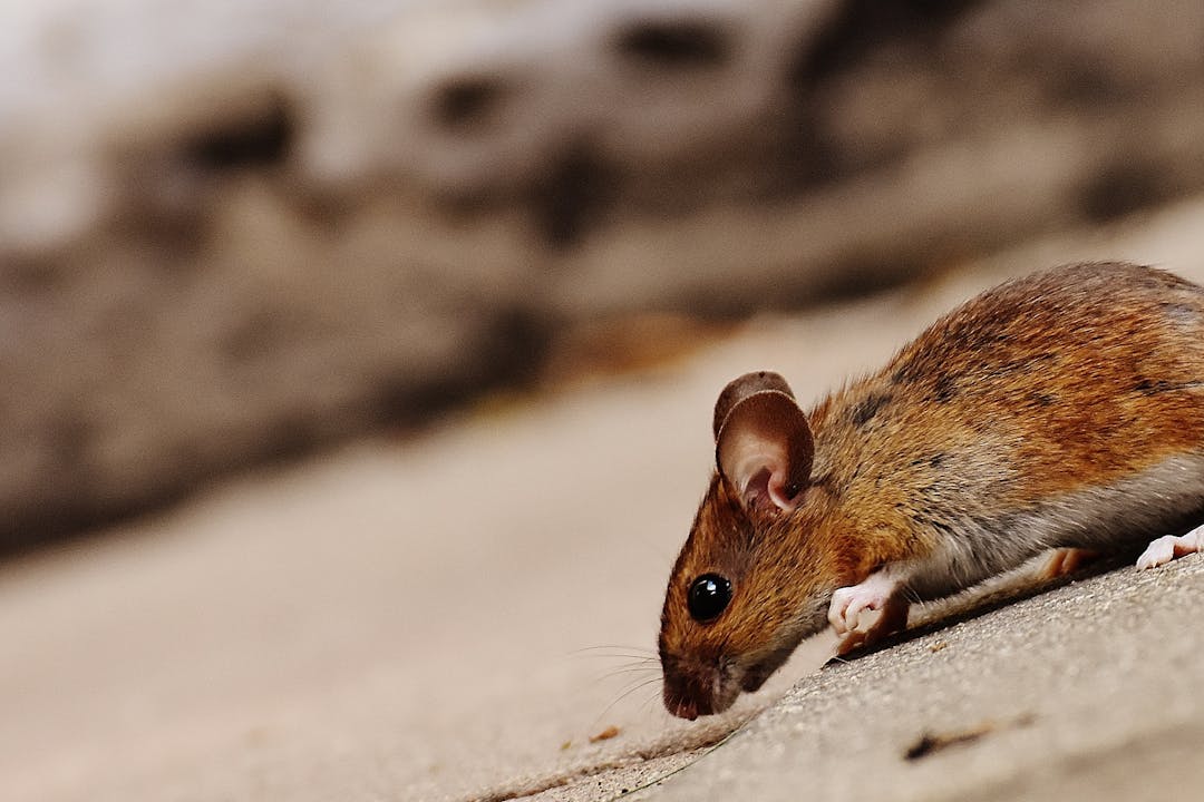 10 Signs Your House has Pests