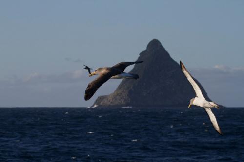 Chatham Island Beauty