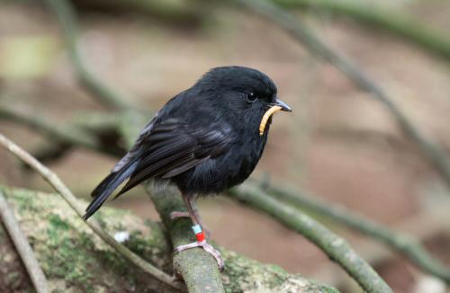 Chatham Island Black Robin