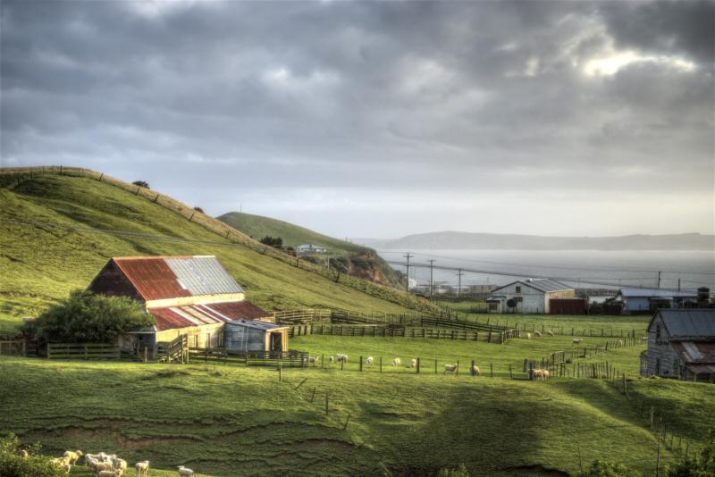 Chatham Island Farm View