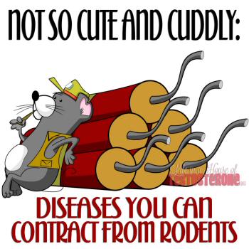 Not So Cute and Cuddly: Diseases You Can Contract from Rodents