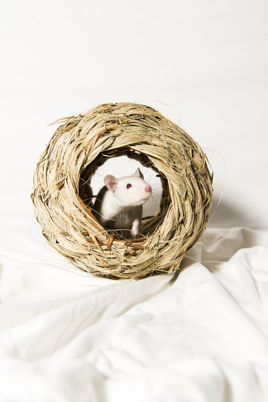 Wet Whiskers and Long Tails: Understanding Rat Health and Illnesses